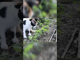 Mission ImPAWssible. Or is it? 😈#catofthewoods#hunter#cat#africa#lifeinkajiado