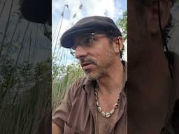 Salt Marsh & Biting Flies #shorts #animals #nature