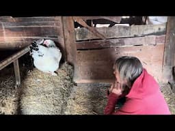 Maria And The White Hen Talking. I couldn’t resist it.