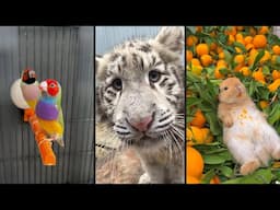 Cute and funny ANIMALS.🐯 And Some Just Interesting Moments.🐷Videos🔶 Сompilation # 9🔶
