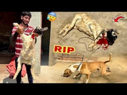 Bully Dog Badshah Ny Shippu Ko Maar Dala😨 Shippu No More💔