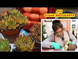 CLEAN UP SUCCULENTS #11 GREEN THUMB & SLEEP RESET