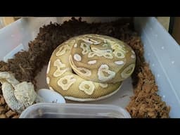 A Highly Anticipated Clutch of Ball Python Eggs!