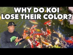 Keep your Koi Fish from Losing its Color?