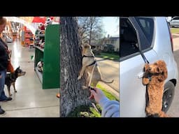 Dogs are smarter than you think 🐶😂