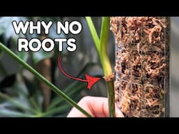 how to get roots to grow into moss pole