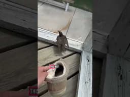 Rescuing a Bird Trapped on a Screened Porch