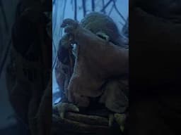 Did You Know THAT about YODA?