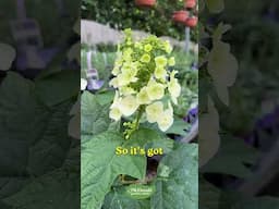A Hydrangea For All Four Seasons!