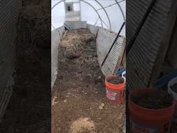 Huge Compost Bed Harvest #homesteading #garden #homestead #growyourownfood #gardening #compost