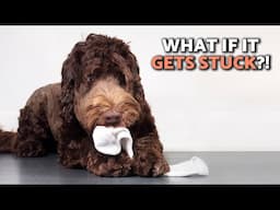 How Long Will It Take for a DOG to PASS a FOREIGN OBJECT? 🐕💩