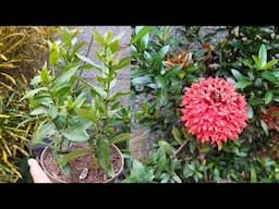 Ixora como fazer mudas| enraizada em água.