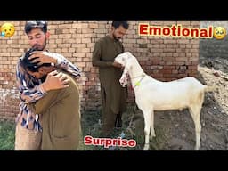 Surprise😳 Qurbani Ky Leay Hamza Shikari Ko Bakra Gift Kr Diya🥰