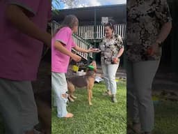 POV: You’re at a Dog’s 1st Birthday Party
