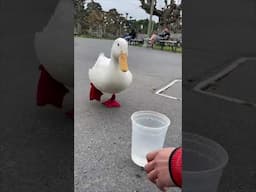 Big Duck Energy
