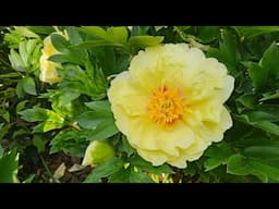 April 2025 zone 8a garden tour North Carolina