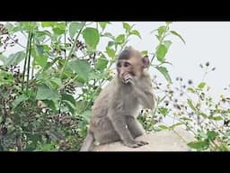 The survival battle of baby monkey Nahu without Huong by his side