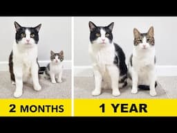 The Transformation Chronicles: A Year in the Life of a Kitten