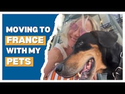 How To Move Your Dog To France