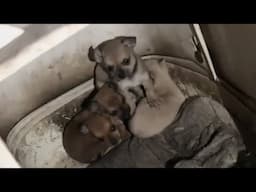 In an abandoned house, four hungry puppies shivered in an old refrigerator crying for their mother
