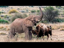 These Animals Messed With The Wrong Opponent !