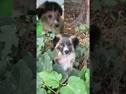 Puppy before and after♥️ heal the world🙏🏾 #puppy #puppyoftheday