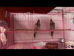 Single Cage cocktail Parrot in my home // new single cockatiel Parrot 🦜