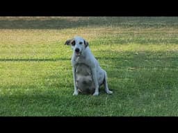 Pregnant Dog With Huge Belly Containing 11 Puppies Ran Out To The Roadside Begging For Help!
