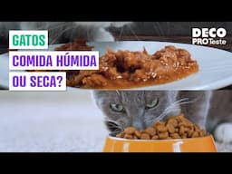 É melhor comida para gato húmida ou ração seca?