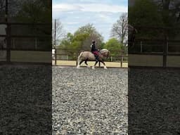 He’s feeling MEGA #horse #equestrian #horseriding