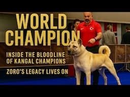 Inside the Bloodline of Kangal Champions | Zoro’s Legacy Lives On