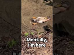 This Duck ISN'T BROKEN