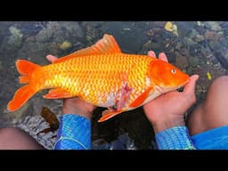 Giant Gold Fish Catch, Clean And Cook