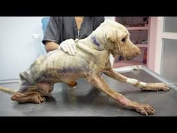 The Dog Who Fought Tenaciously Against Fate and Had a Happy Ending