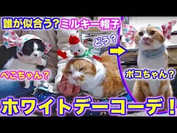 2025ｰ03−16 保護猫たちの「ほっこり猫ライブ」ハッチ＆マック＋黒猫めめ＋がんサバイバーママ Cat live Stream in Japan -Cat Life TV