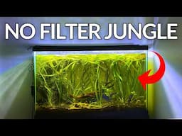 Inside My NO FILTER, Black Neon Tetra Jungle (1000 Day Evolution)