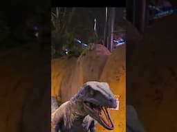 Raptor encounter #universalstudiosbeijing  #china #blueraptor