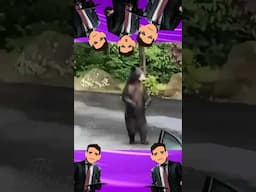 அந்த கரடிக்கு ஆனந்தம் இல்ல‼️😭😵‍💫💔 #bear #animaldubbingvideos #funny