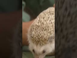 Hedgehog Secret | Zoboomafoo