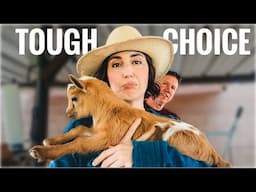 I Finally Decided Which Baby Goat to Keep… and Why