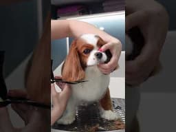 ASMR grooming part 2 #grooming #dogs #haircut