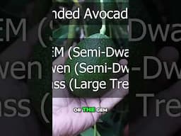 Dwarf Avocado Trees 🌿 Maximize Garden Space & Grow Your Own Avocados!