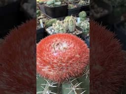 Melocactus fruit is edible and some actually taste great! Have you tried one? #cactus