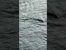 Sea lions