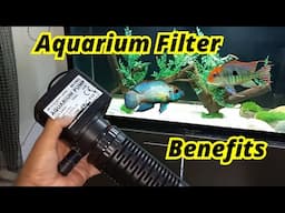 Aquarium Filter Benefits | Why aquarium Need Filter | Sump Filter | umair saeed | Urdu