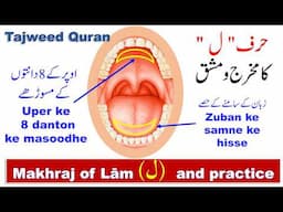 Makhraj of letter lam in Tajweed | How to pronounce letter Lam (ل) in Quran | Tajweed for beginners