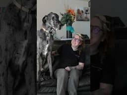 Tallest dog is still a playful puppy 😍