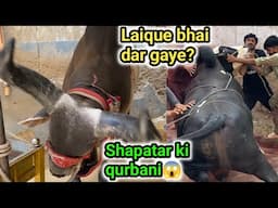 Khatarnak chand bail ki Qurbani laique bhai ne kyun nahi ki😯