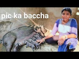 BUSINESS PIG FORM🐷 SUDHIR HEMBRAM BANGAL #shortvideo