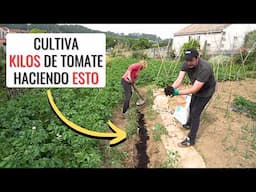 👉HAZ ESTO PARA CULTIVAR MEJORES TOMATES 🍅: qué hacer después de plantar los #tomates  || en20metros